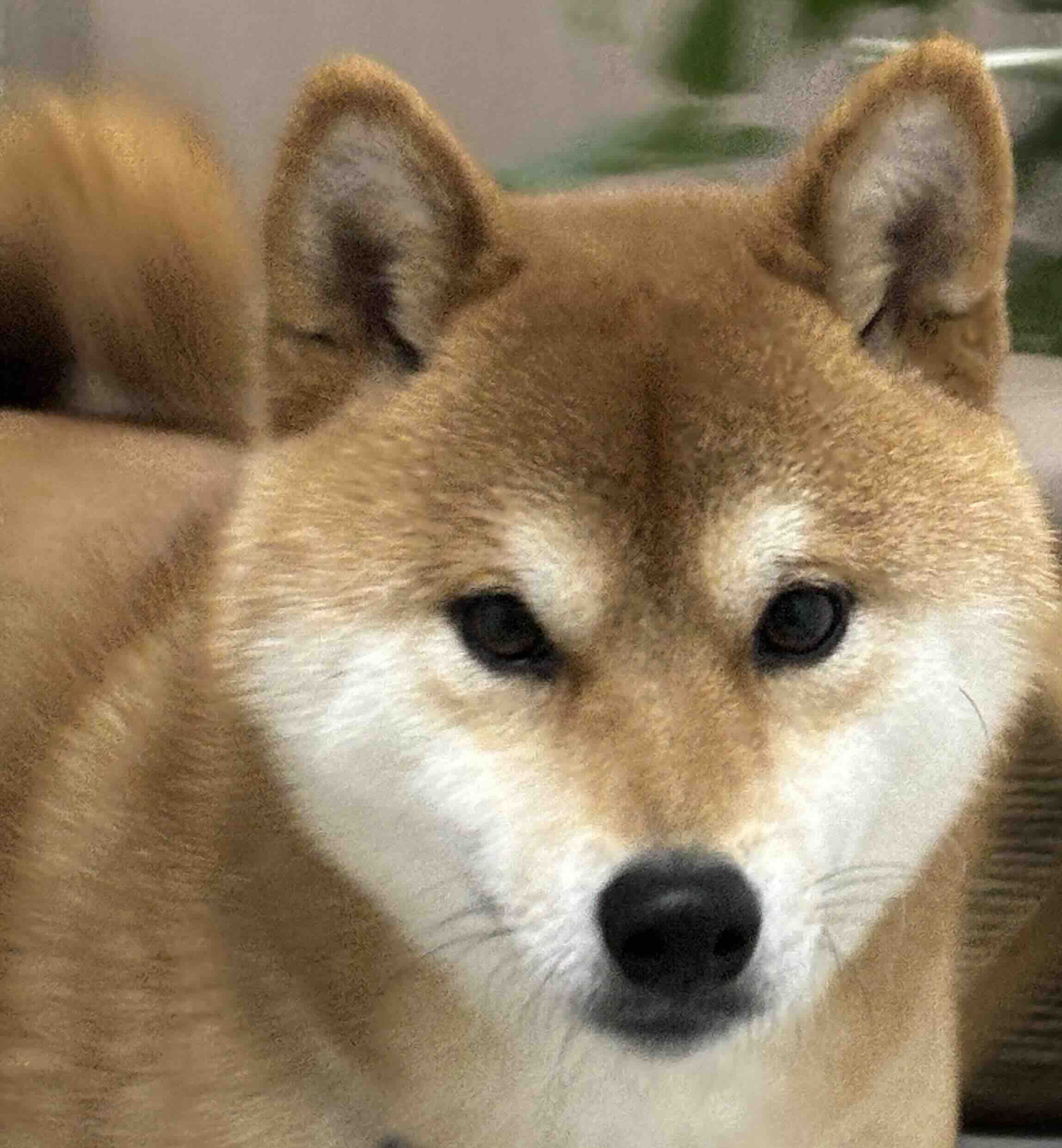 Pet